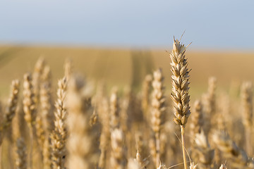 Image showing golden wheat field in summer