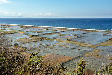 Image showing Plantations of seaweed on beach in Bali, Nusa Penida