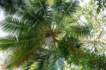 Image showing coco-palm tree against blue sky