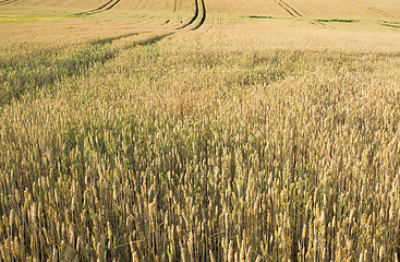 Image showing golden wheat field in summer