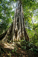 Image showing massive tree is buttressed by roots Tangkoko Park