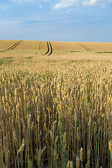 Image showing golden wheat field in summer