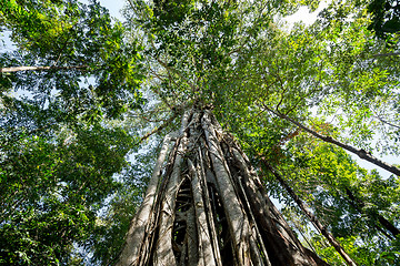 Image showing massive tree is buttressed by roots Tangkoko Park