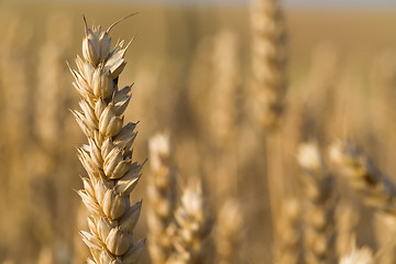 Image showing golden wheat field in summer