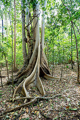 Image showing massive tree is buttressed by roots Tangkoko Park