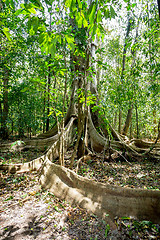 Image showing massive tree is buttressed by roots Tangkoko Park