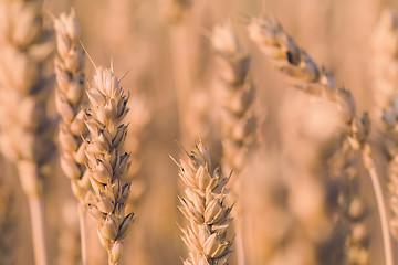 Image showing golden wheat field in summer in pastel color
