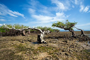 Image showing mangrove North Sulawesi, Indonesia