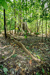 Image showing massive tree is buttressed by roots Tangkoko Park