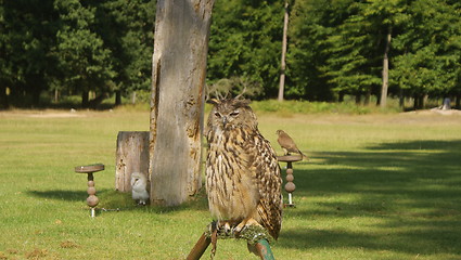 Image showing European eagle owl