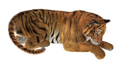 Image showing Tiger