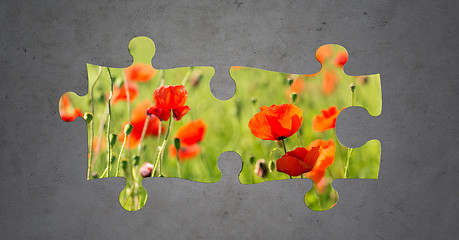 Image showing summer blooming poppy field over gray concrete