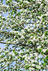 Image showing Apple blossom