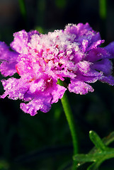 Image showing Frosty flower