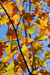 Image showing Fall maple leaves