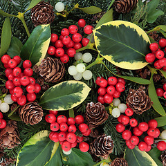 Image showing Holly and Winter Flora 