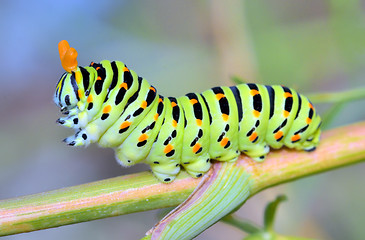 Image showing A close up of the caterpillar