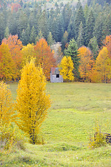 Image showing Fall colors 