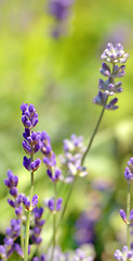 Image showing  lavender flower field closeup 