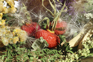 Image showing Dried rosehip berries