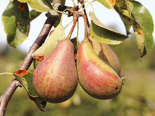 Image showing Pears