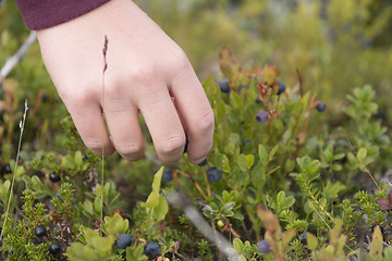 Image showing Picking Blueberries