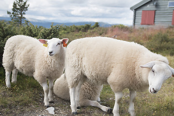 Image showing Sheep With Lamb