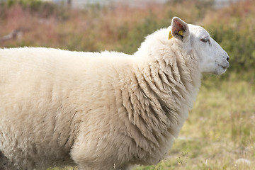 Image showing Sheep