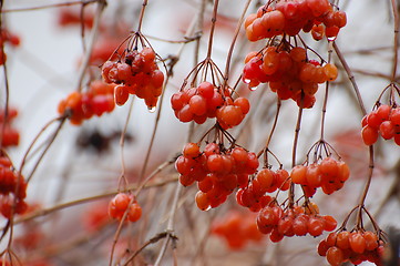 Image showing red winter