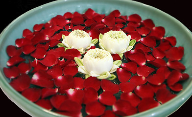 Image showing Flowers from Thailand.