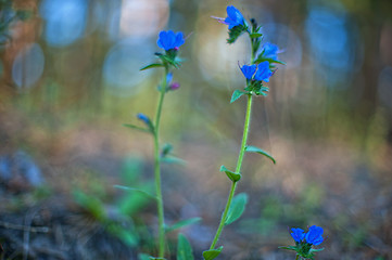 Image showing flower