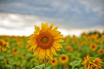 Image showing sunflowers