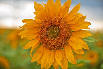 Image showing sunflowers