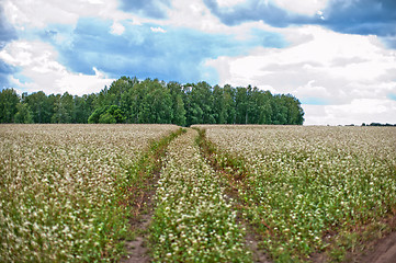 Image showing Buckwheat field and road