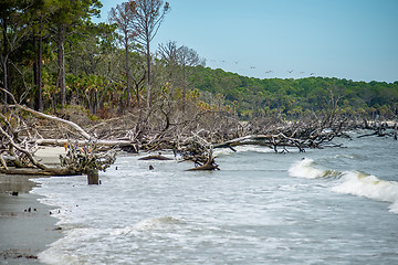 Image showing palmetto forest on hunting island beach