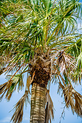 Image showing palmetto palm trees in sub tropical climate of usa