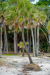 Image showing palmetto forest on hunting island beach