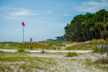 Image showing palmetto forest on hunting island beach