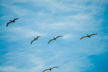 Image showing nature scenes around hunting island south carolina