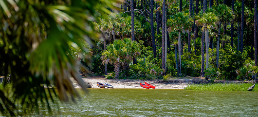 Image showing palmetto forest on hunting island beach