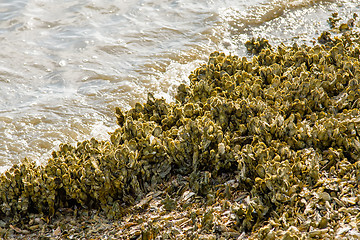 Image showing nature scenes around hunting island south carolina