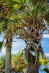 Image showing palmetto palm trees in sub tropical climate of usa