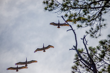 Image showing nature scenes around hunting island south carolina