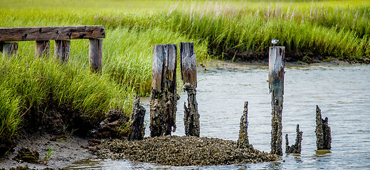 Image showing seagull resting on rotting post near tybee island