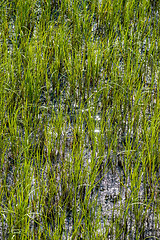 Image showing nature scenes around hunting island south carolina