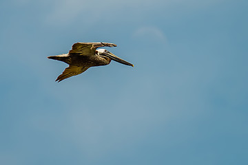 Image showing nature scenes around hunting island south carolina