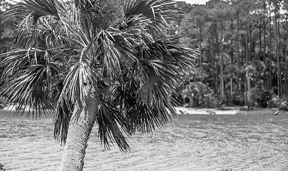 Image showing palmetto palm trees in sub tropical climate of usa