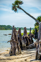 Image showing nature scenes around hunting island south carolina