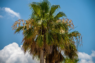 Image showing Palmetto tree set against a Carolina blue sky.