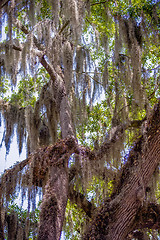 Image showing Savannah Georgia  oak tree lined streets